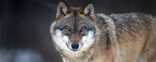 Canis lupus, Foto 2008 - https://commons.wikimedia.org (Foto: Martin Mecnarowski, CC-BY-SA 3.0)